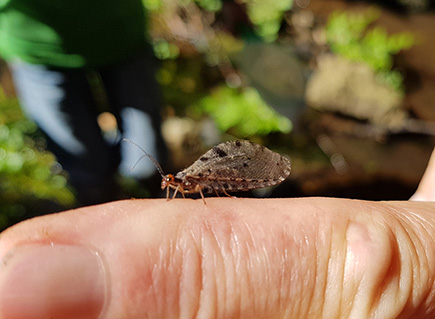002 Sortie entomologie 2018