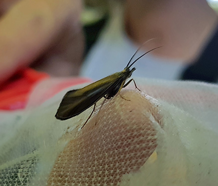 006 Sortie entomologie 2018