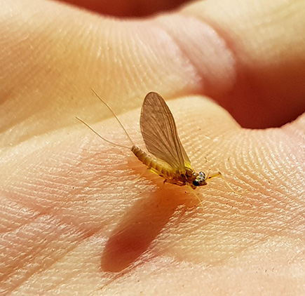 009 Sortie entomologie 2018