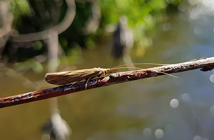 011 Sortie entomologie 2018