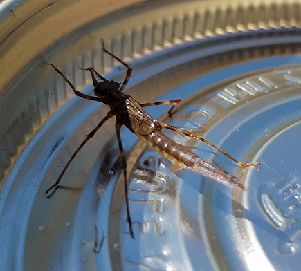 013 Sortie entomologie 2018