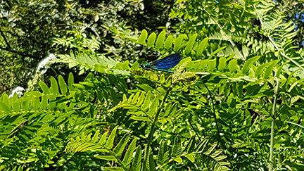05 Entomologie 2017 copie